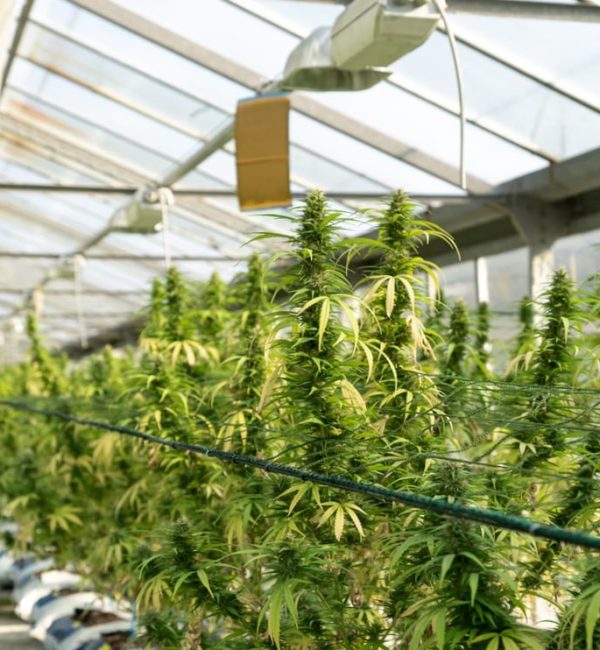 medical-marijuana-blog-img-7