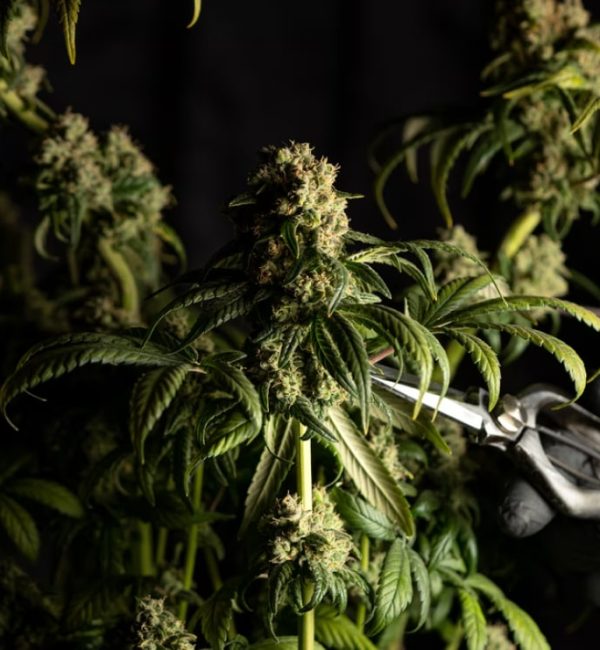 medical-marijuana-blog-img-9
